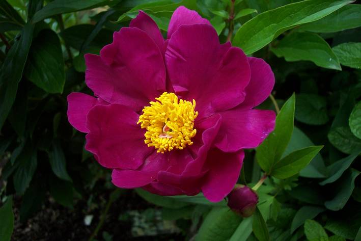 Pivoine