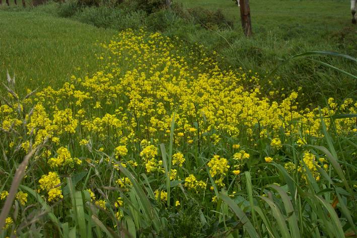 Allée de Fleurs