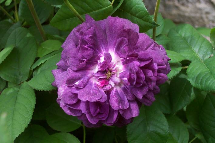 Rosier Ancien