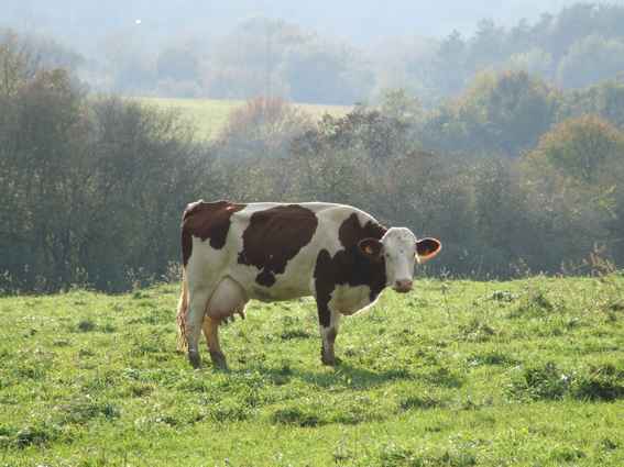 vache